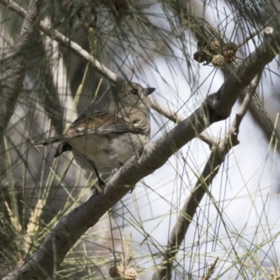 Pachycephala pectoralis (Golden Whistler) at McKellar, ACT - 19 Jun 2018 by Alison Milton