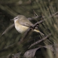 Acanthiza chrysorrhoa (Yellow-rumped Thornbill) at McKellar, ACT - 19 Jun 2018 by AlisonMilton