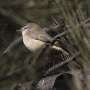 Acanthiza chrysorrhoa at McKellar, ACT - 19 Jun 2018