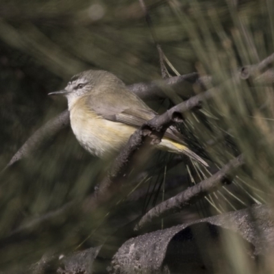 Acanthiza chrysorrhoa (Yellow-rumped Thornbill) at McKellar, ACT - 19 Jun 2018 by AlisonMilton