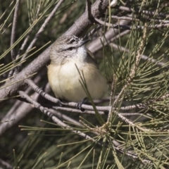 Acanthiza chrysorrhoa at McKellar, ACT - 19 Jun 2018