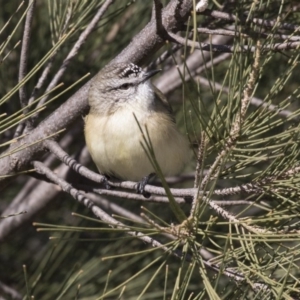 Acanthiza chrysorrhoa at McKellar, ACT - 19 Jun 2018