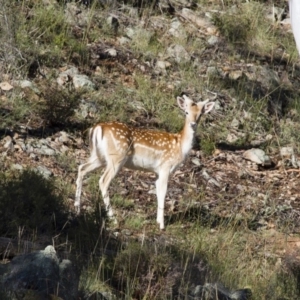 Dama dama at Michelago, NSW - 5 Jan 2015