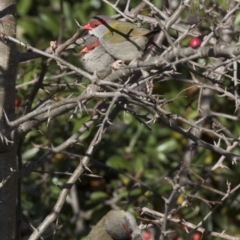 Neochmia temporalis (Red-browed Finch) at McKellar, ACT - 19 Jun 2018 by AlisonMilton