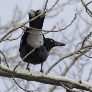 Strepera graculina at McKellar, ACT - 19 Jun 2018