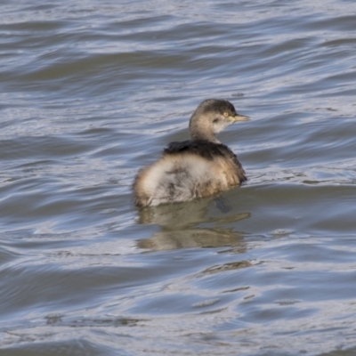 Tachybaptus novaehollandiae (Australasian Grebe) at McKellar, ACT - 19 Jun 2018 by AlisonMilton