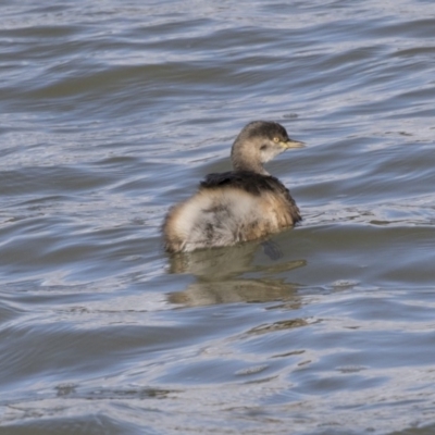 Tachybaptus novaehollandiae (Australasian Grebe) at Lake Ginninderra - 19 Jun 2018 by Alison Milton