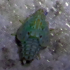 Siphanta sp. (genus) (Green planthopper, Torpedo bug) at Aranda, ACT - 15 Nov 2014 by JanetRussell