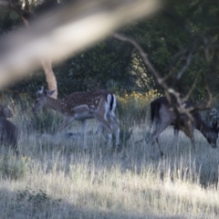 Dama dama (Fallow Deer) at Michelago, NSW - 14 Jan 2017 by Illilanga