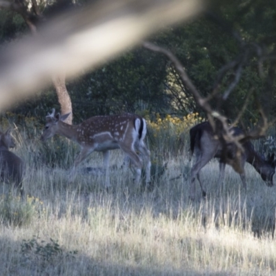 Dama dama (Fallow Deer) at Michelago, NSW - 15 Jan 2017 by Illilanga