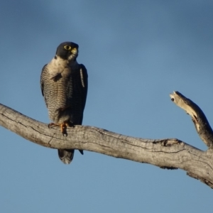 Falco peregrinus at Red Hill, ACT - 19 Jun 2018 04:58 PM