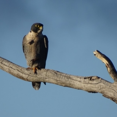 Falco peregrinus (Peregrine Falcon) at Red Hill, ACT - 19 Jun 2018 by roymcd