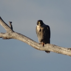 Falco peregrinus at Red Hill, ACT - 19 Jun 2018