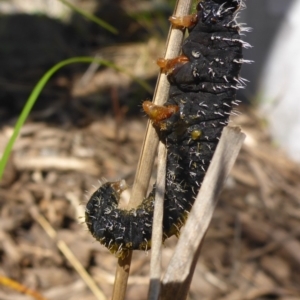 Perga sp. (genus) at Aranda, ACT - 2 Sep 2015