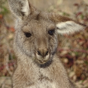 Macropus giganteus at Red Hill, ACT - 19 Jun 2018 04:50 PM