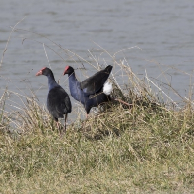 Porphyrio melanotus (Australasian Swamphen) at Belconnen, ACT - 19 Jun 2018 by AlisonMilton