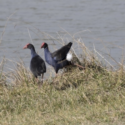 Porphyrio melanotus (Australasian Swamphen) at Lake Ginninderra - 19 Jun 2018 by Alison Milton