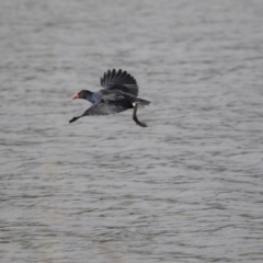 Porphyrio melanotus at Belconnen, ACT - 19 Jun 2018