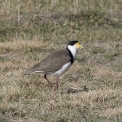 Vanellus miles (Masked Lapwing) at Belconnen, ACT - 19 Jun 2018 by Alison Milton
