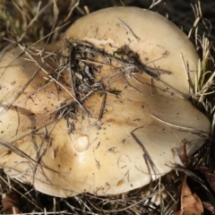 zz agaric (stem; gills not white/cream) at Lake Ginninderra - 19 Jun 2018 by Alison Milton