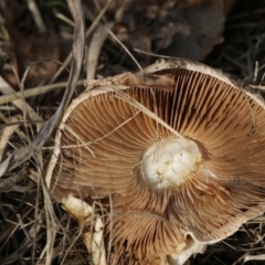 zz agaric (stem; gills not white/cream) at Belconnen, ACT - 19 Jun 2018