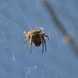 Hortophora sp. (genus) at Wamboin, NSW - 3 Mar 2018 02:02 PM