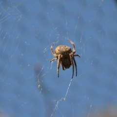 Hortophora sp. (genus) at Wamboin, NSW - 3 Mar 2018 02:02 PM