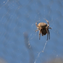 Hortophora sp. (genus) at Wamboin, NSW - 3 Mar 2018 02:02 PM