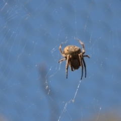 Hortophora sp. (genus) at Wamboin, NSW - 3 Mar 2018 02:02 PM