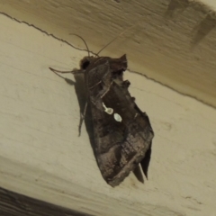 Chrysodeixis eriosoma at Conder, ACT - 29 Dec 2017 10:58 PM