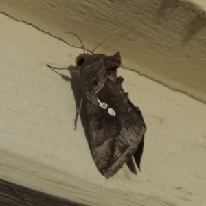 Chrysodeixis eriosoma at Conder, ACT - 29 Dec 2017 10:58 PM