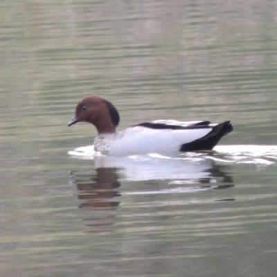 Chenonetta jubata (Australian Wood Duck) at Campbell, ACT - 28 May 2018 by MichaelBedingfield