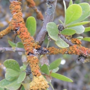 Teloschistes sp. (genus) at Campbell, ACT - 28 May 2018