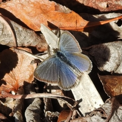 Zizina otis (Common Grass-Blue) at Wanniassa, ACT - 20 Jun 2018 by JohnBundock