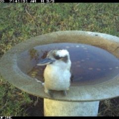 Dacelo novaeguineae (Laughing Kookaburra) at Tathra Public School - 20 Jun 2018 by tathrapublicschool