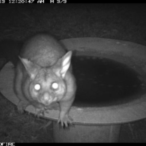 Trichosurus vulpecula at Tathra Public School - 13 Jun 2018 12:20 AM