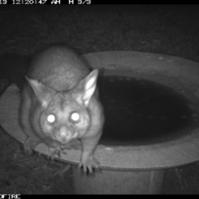 Trichosurus vulpecula (Common Brushtail Possum) at Tathra Public School - 13 Jun 2018 by tathrapublicschool