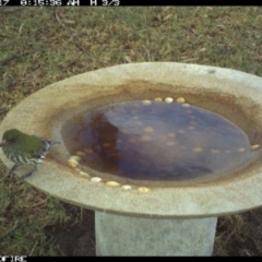 Oriolus sagittatus (Olive-backed Oriole) at Tathra Public School - 17 Jun 2018 by tathrapublicschool