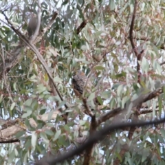 Accipiter cirrocephalus (Collared Sparrowhawk) at Mount Majura - 20 Jun 2018 by petersan