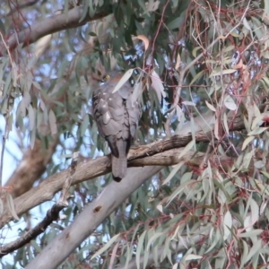 Accipiter cirrocephalus at Canberra Central, ACT - 20 Jun 2018