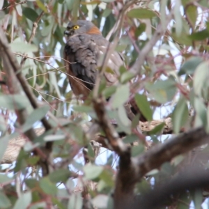 Accipiter cirrocephalus at Canberra Central, ACT - 20 Jun 2018