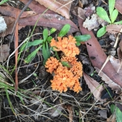 Ramaria sp. (genus) (A Coral fungus) at Undefined - 20 Jun 2018 by Methoxypyrozene