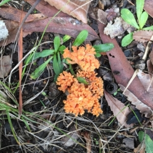 Ramaria sp. at undefined - 20 Jun 2018 03:34 PM