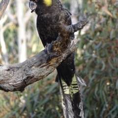 Zanda funerea (Yellow-tailed Black-Cockatoo) at Red Hill, ACT - 20 Jun 2018 by roymcd