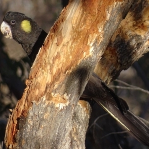 Zanda funerea at Red Hill, ACT - 20 Jun 2018