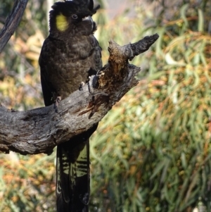 Zanda funerea at Red Hill, ACT - 20 Jun 2018