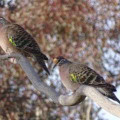 Phaps chalcoptera (Common Bronzewing) at Red Hill Nature Reserve - 20 Jun 2018 by roymcd