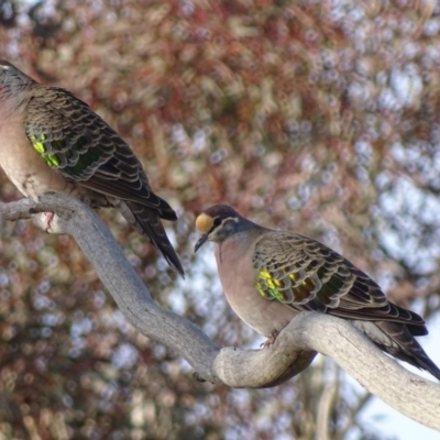 Phaps chalcoptera (Common Bronzewing) at Red Hill Nature Reserve - 20 Jun 2018 by roymcd