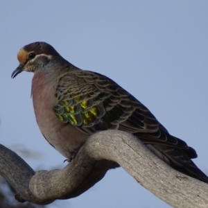 Phaps chalcoptera at Garran, ACT - 20 Jun 2018