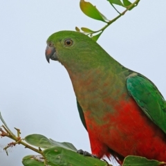 Alisterus scapularis (Australian King-Parrot) at Burrill Lake, NSW - 5 Dec 2016 by CharlesDove